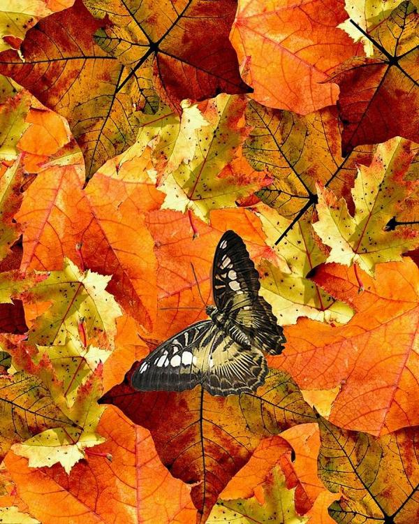 autumn-butterfly-robert-richardson.jpg