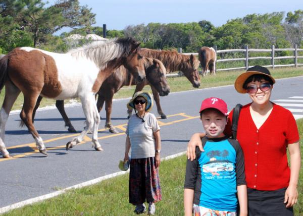 2012-05-27_Feral Horse @ Assateague Natl Seashore0001.JPG