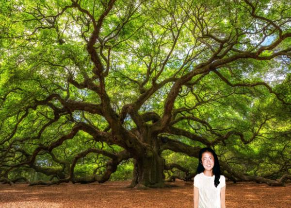 1993-05-22_Angel Oak Tree0001.JPG