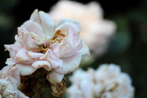 1685829395560894.jpg 900 IMG_5516 (Custom).JPG