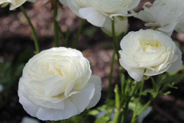 1685829412226349.jpg IMG_2341 (Custom).JPG