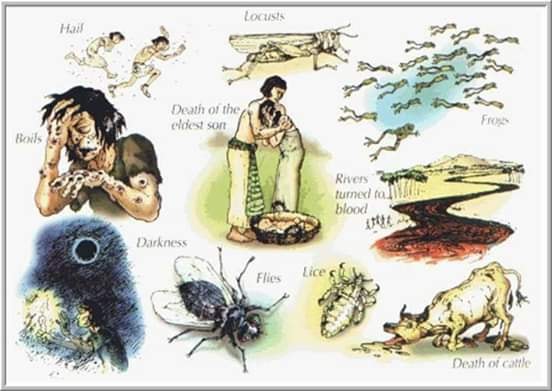 11.6.5 ���Ϲ� Escalatory Fruit.jpg