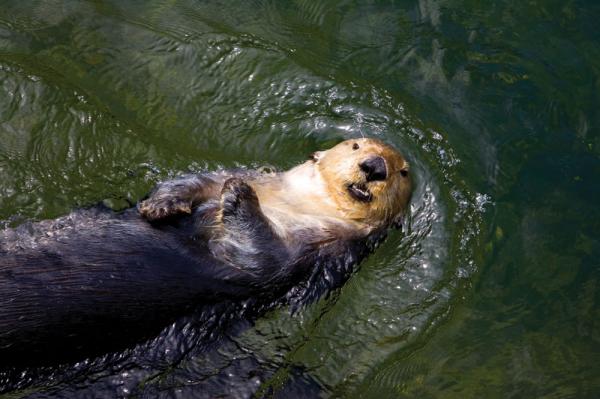 uchuck-sea-otter.jpg