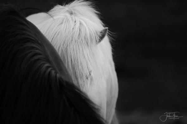 Icelandtrip.horses.John.jpg