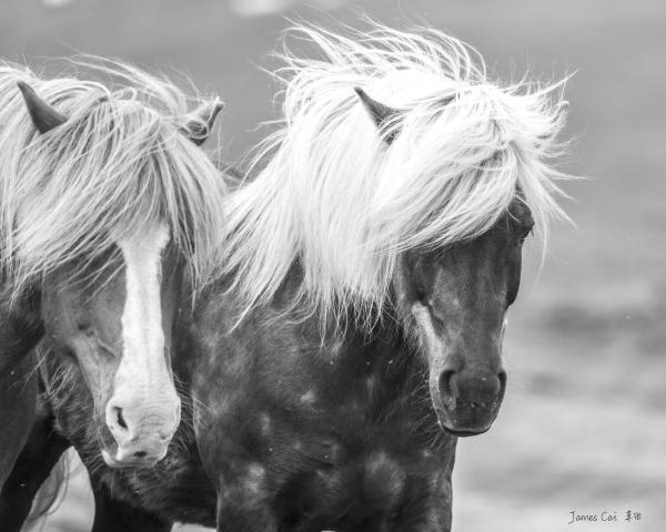 Icelandtrip.horses.James.jpg