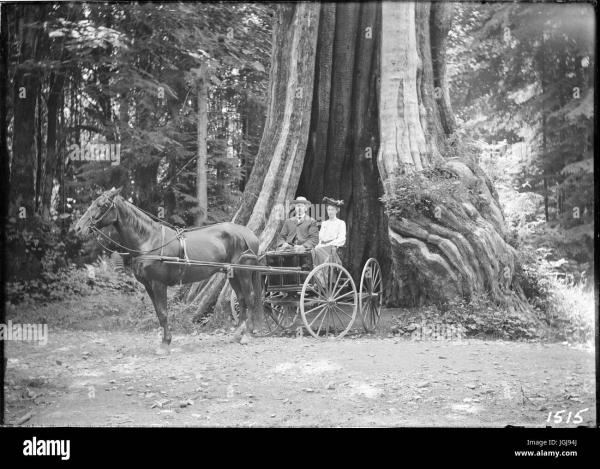 stanley-park-vancouver-carriage-in-the-hollow-tree-stanley-JGJ94J.jpg