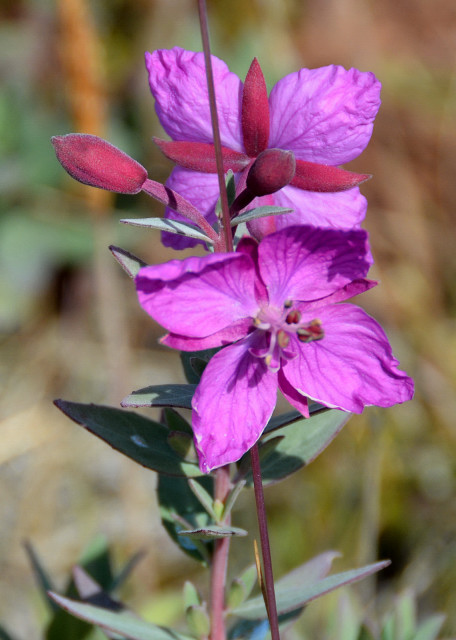 2023-08-24_Plant_Dwarf Fireweed (Young Girl)_ Natl Flower of Greenland-10001.JPG