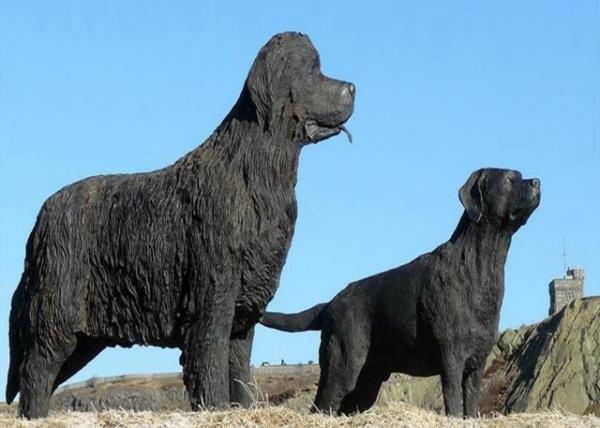 2023-08-27_Harbourside Park_Newfoundland & Labrador Dog Statues-10001.JPG