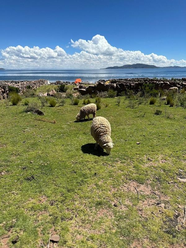 taquile-island-羊驼 普通.jpg