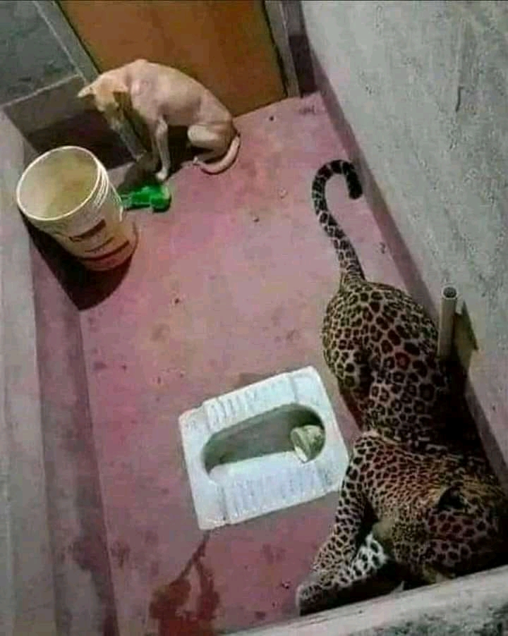 r/Damnthatsinteresting - a cat and a leopard in a toilet