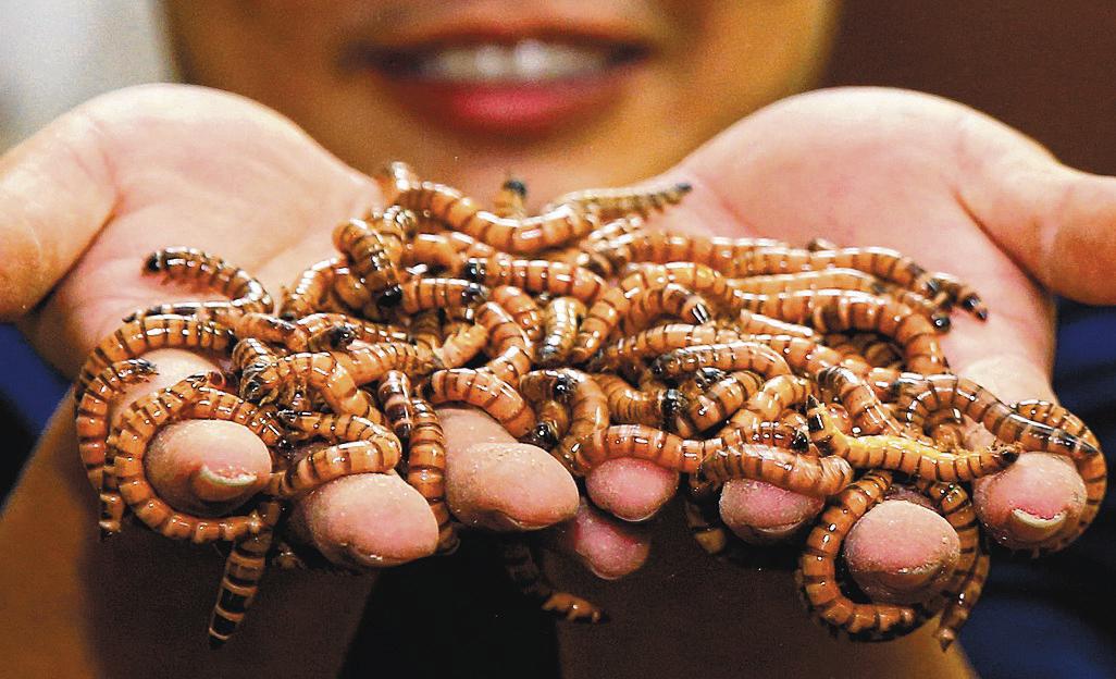 Singapore : Singapore approves 16 insects for human consumption - ENGLISH  MPC NEWS