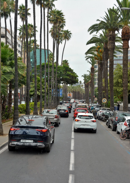 2024-06-06_13_Street Lined w Palm Trees0001.JPG