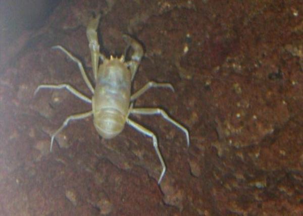 2024-06-08_30_Munidopsis polymorph or a Blind Albino Cave Crab in Lava Tubes Formed by Volcanic Eruptions 15,000-13,000 Yrs Ago & the Animal Sym0001.JPG