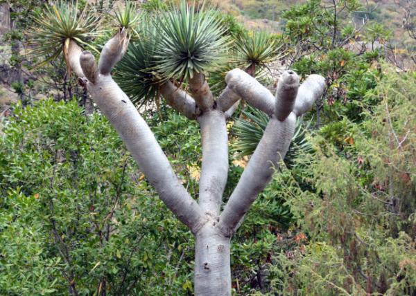 2024-06-09_42_Plant_Dragon Blood Tree0001.JPG