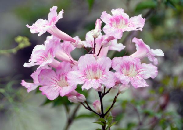 2024-06-09_45_Plant_Pink Trumpet Vine0001.JPG