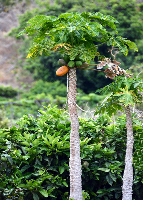 2024-06-09_44_Plant_Papaya0001.JPG