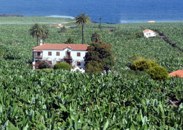 2024-06-09_Banana Plantation & Farmhouse on the Atlantic Coast0001.JPG