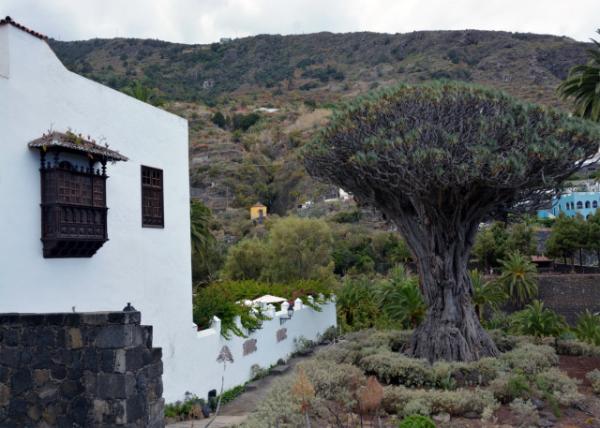 2024-06-09_51_Plant_Millennial Dragon Tree Massive_ Solitary Dracaena Tree_ an Icon of Tenerife_ Estimated to be 1_000 Years Old0001.JPG