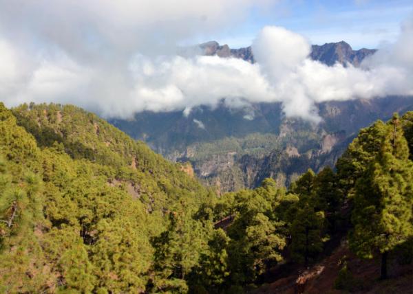 2024-06-10_02_Laurisilva Cloud Forest in La Palma-10001.JPG