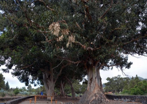 2024-06-10_05_Plant_Eucalyptus0001.JPG