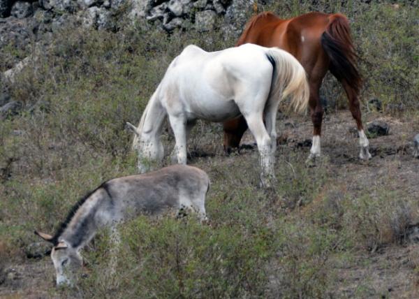 2024-06-10_Animal_Lipizzan0001.JPG