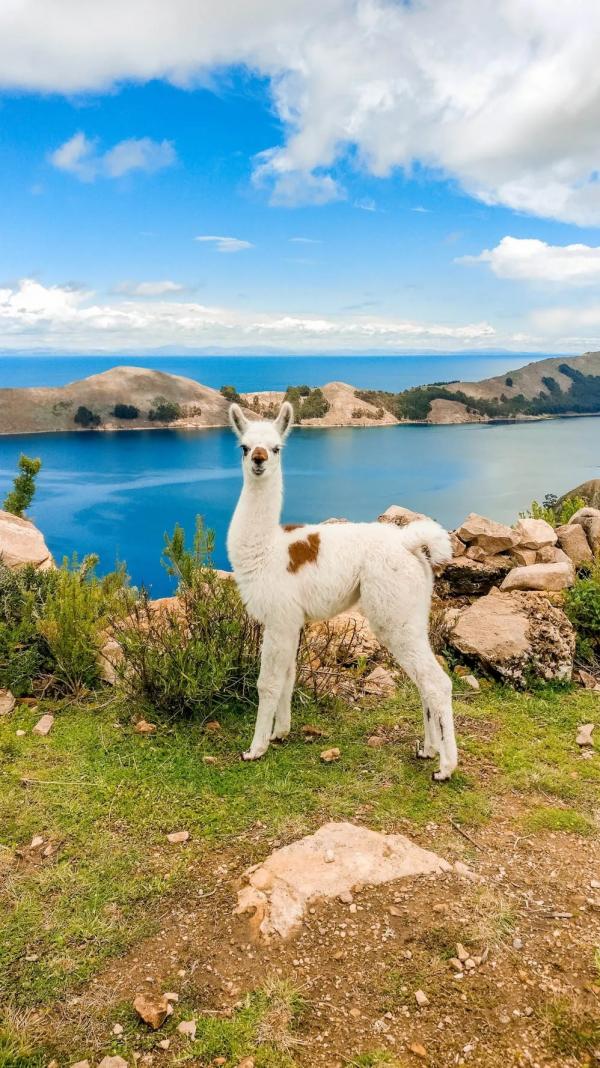 17-baby llama-VIEWPOINT OF CERRO QUEÑUANI.jpg