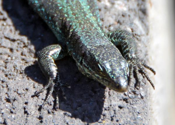 2024-06-11_Animal_Madeiran Wall Lizard-2001.JPG