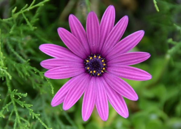 2024-06-11_Plant_African Daisy001.JPG