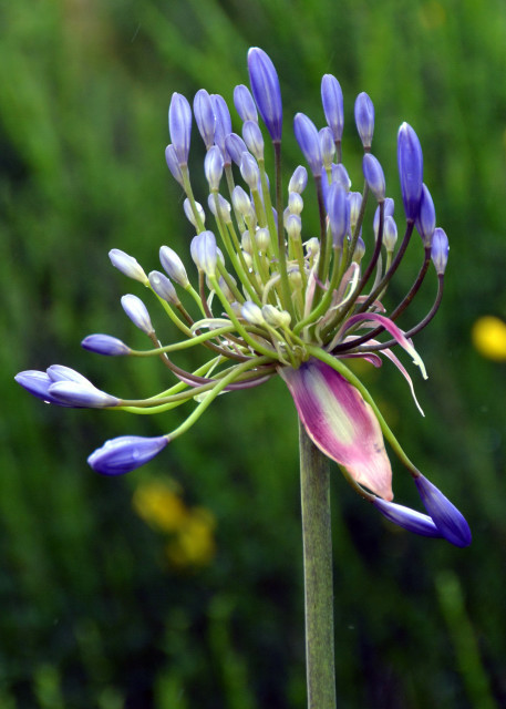 2024-06-11_Plant_African Lily-2001.JPG