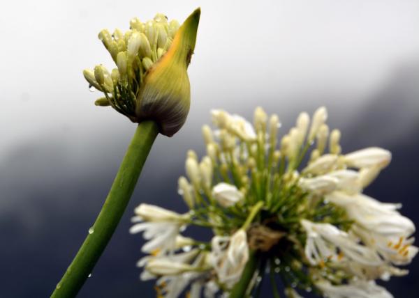 2024-06-11_Plant_Agapanthus001.JPG