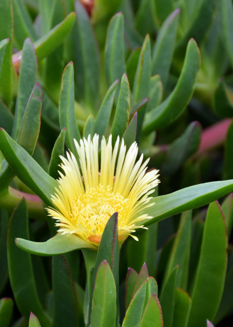 2024-06-11_Plant_Carpobrotus edulis of Sour Fig001.JPG