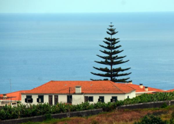 2024-06-11_Plant_Norfolk Island Pine001.JPG