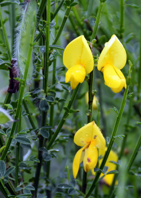 2024-06-11_Plant_Cytisus scoparius001.JPG