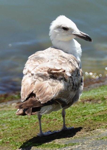 2024-06-13_Animal_Audouin's Gull0001.JPG