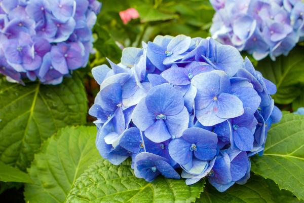 hydrangea_2.jpg