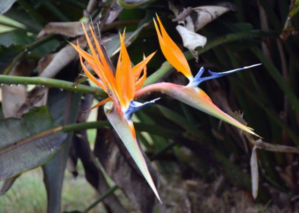 2024-06-14_X05_Plant_Bird of Paradise0001.JPG