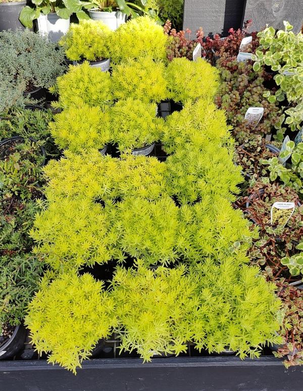 2-1  Sedum Gold Mound.jpg