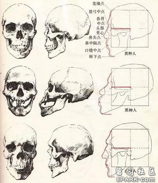 三大人种的颅骨比较1.jpg