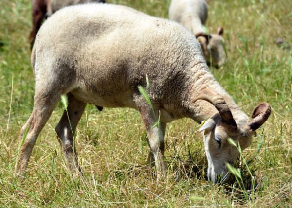 2024-06-17_25_Gulf Coast Native Sheep0001.JPG