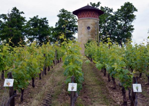 2024-06-17_15_ Château Lanessa_Vineyard0001.JPG