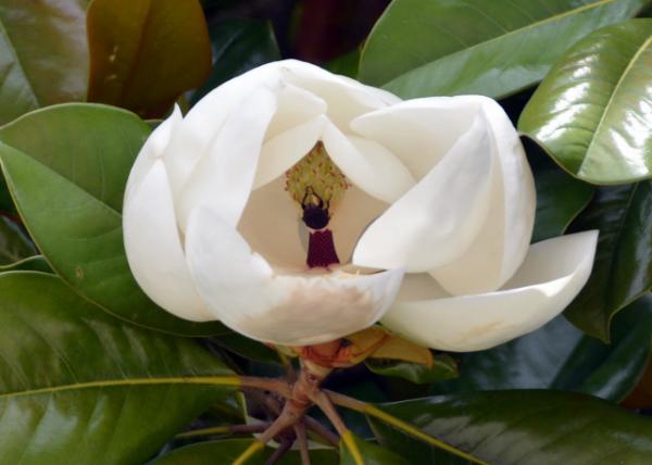 2024-06-18_121_Southern Magnolia0001.JPG