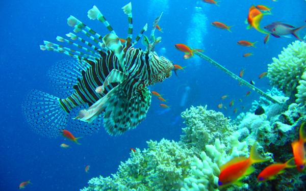 954957-fish-fishes-underwater-ocean-sea-sealife-nature.jpg