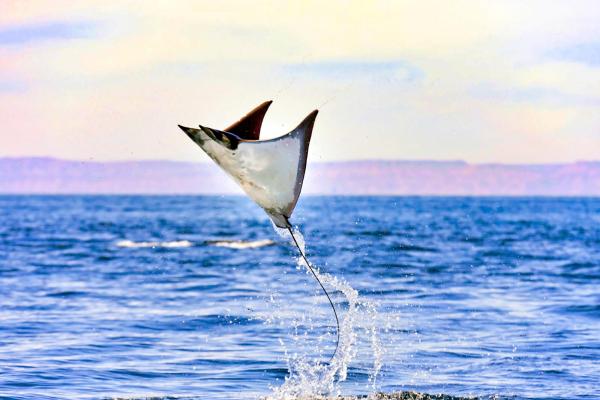 Why do Manta Rays Jump out of the Water.jpg