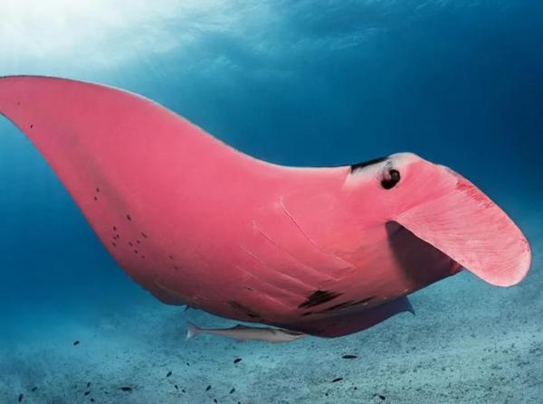 Rare Pink Manta Ray Spotted Near Australias Lady Elliot Island.jpg