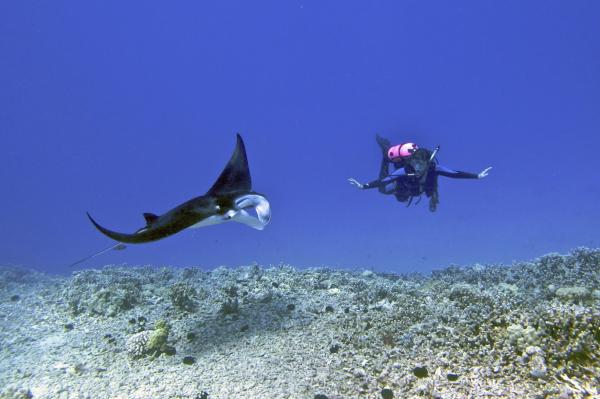 Manta alfredi and scuba diver.jpg