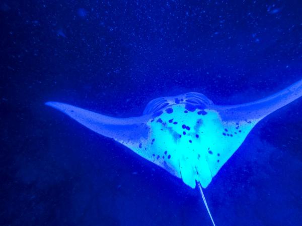 Manta-Ray-Under-Belly-Night-Snorkel-Big-Isand.jpg