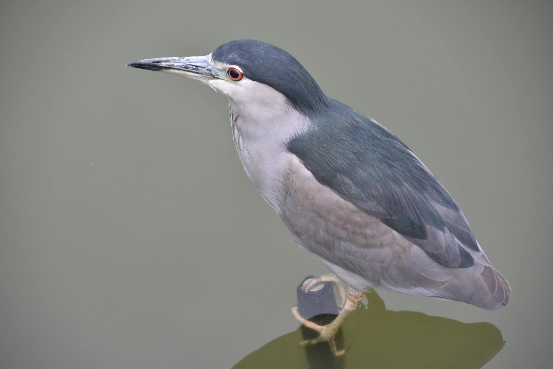 night heron perching on branch in lake