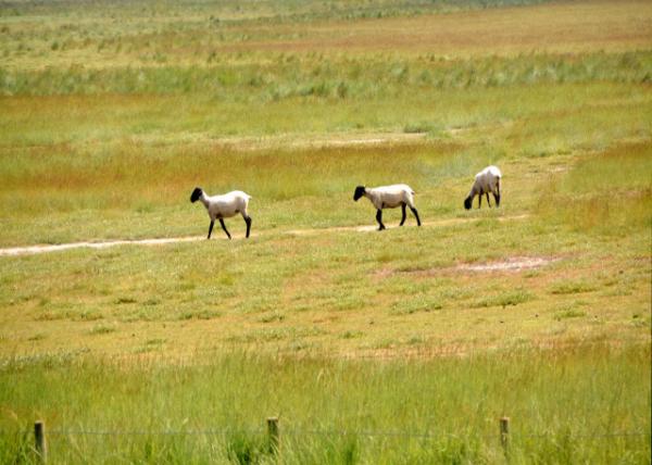 2024-06-20_71_Suffolk Sheep_ a Polled_ Black-Faced Breed Raised Primarily for its Meat_in Tidal Marsh0001.JPG