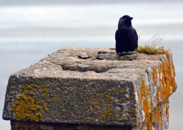 2024-06-20_72_European Jackdaw-10001.JPG