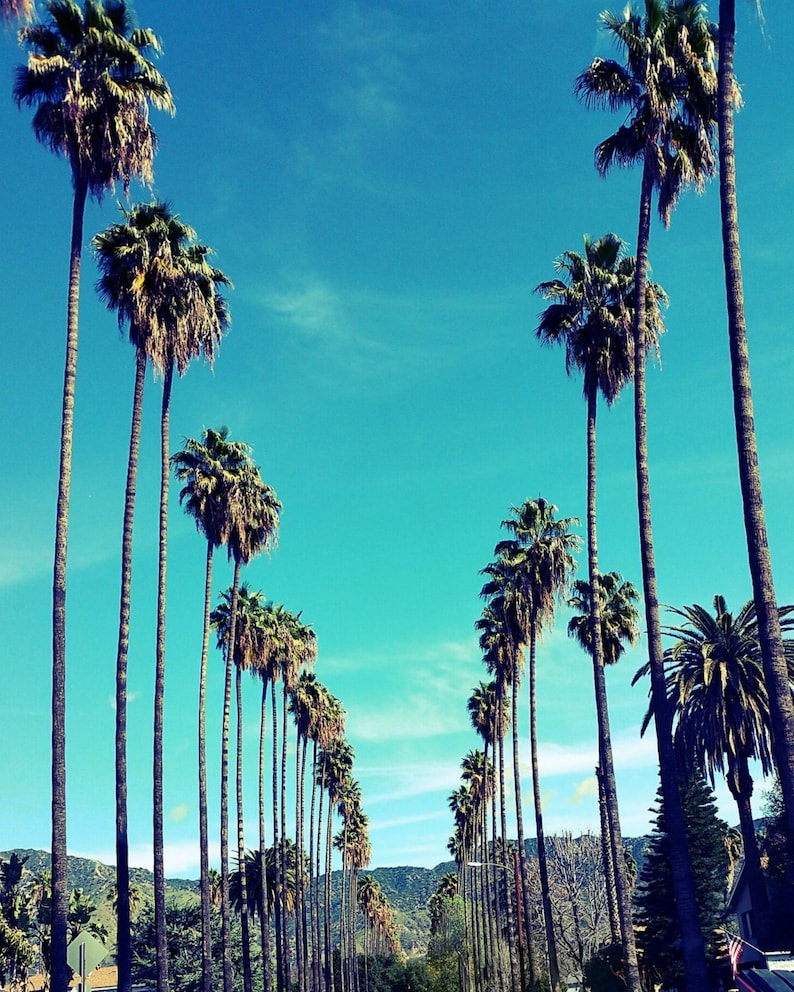 May include: A blue sky with white clouds above a row of palm trees. The palm trees are lined up on both sides of a street. The street is lined with green grass and bushes. The palm trees are all different heights and sizes. The sky is a bright blue and the clouds are white and fluffy. The palm trees are all green and have brown trunks. The grass is green and the bushes are green. The street is paved with asphalt. The scene is a beautiful and peaceful view of a tropical paradise.